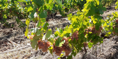 Grapes and Must for sale - Dealu Mare, Ceptura