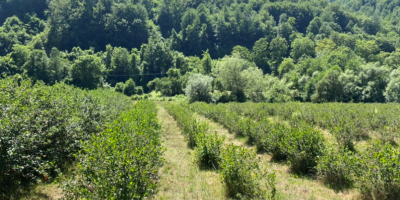 The Murino Agricultural Cooperative starts harvesting chokeberries next week.
