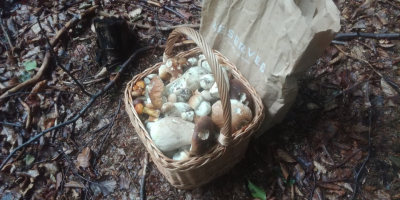 I warmly welcome. I will sell freshly picked mushrooms,