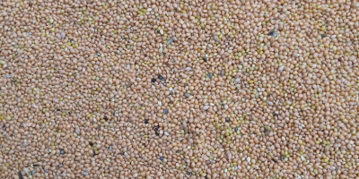 Yellow millet for sale, not sprayed