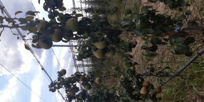 I am selling 3 tons of autumn pears, more