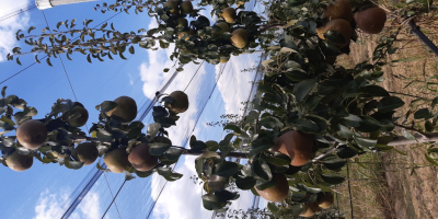 I am selling 3 tons of autumn pears, more