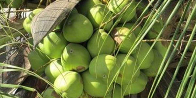 Putem furniza nucă de cocos proaspătă și alte produse