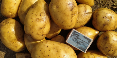 Edible Gala and Madeira potatoes, yellow. Potatoes unsorted or