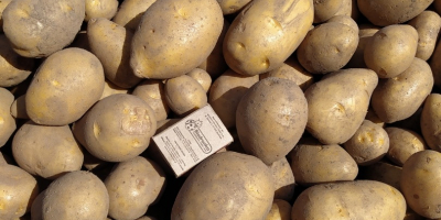 Edible Gala and Madeira potatoes, yellow. Potatoes unsorted or