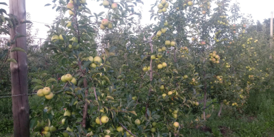 I will sell Golden reinders straight from the orchard.