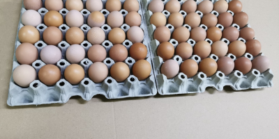 Bună ziua. Am de vânzare ouă de la găini
