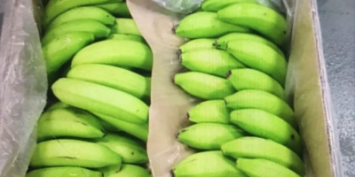 Voi vinde banane ecuadoriene PREMIUM verzi. Camioane complete. Posibilitatea