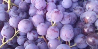 I am selling fine Muscat de Hambourg table grapes.