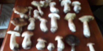 Dried porcini mushrooms and mixed mushrooms