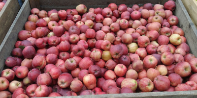 We sell delicious Golden apples = 200T Starkimson =