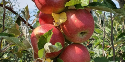 We sell delicious Golden apples = 200T Starkimson =