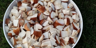 Hello. I will sell dried porcini mushrooms. Price for
