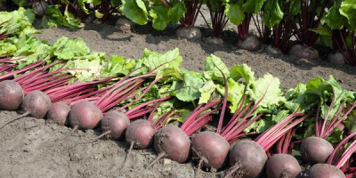 Local producer from Galati area, we sell beets from