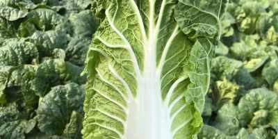 I will sell Chinese cabbage, 0.8kg-1.5kg, price and weight