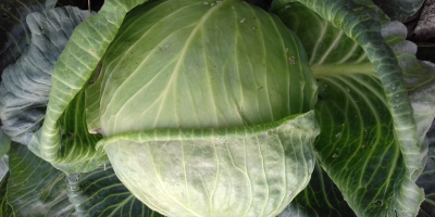 I will sell Novoton white cabbage for pickling. I