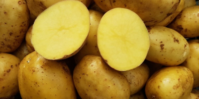 Yellow red potatoes, edible tasty from their own cultivation,