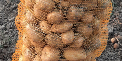 Edible potatoes for sale, lord vineta variety. The potatoes