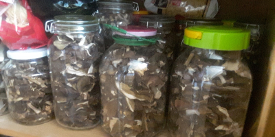 I have dried mushrooms for sale: boletes from the