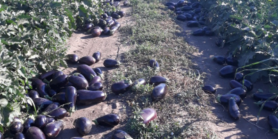 I sell high quality Aragonese eggplants in large and
