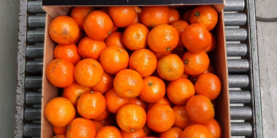 Mandarins from Spanish producers, cal. 3/4/5, price from 1