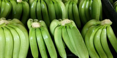 We export according to your need the Green bananas