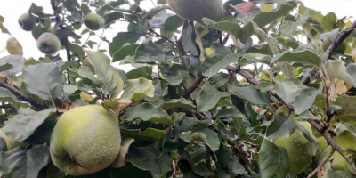Organic quince fruit, very large, of good quality. About
