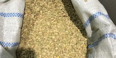 Lentils green, Harvest 2020. - purity - 99.5% -