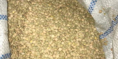 Lentils green, Harvest 2020. - purity - 99.5% -