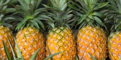Produkttyp Tropische Fruchtart Ananasart Frisch geschält und nicht geschält