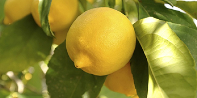 Product Name Fresh Lemon Color Yellow Grade Class A