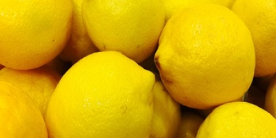 Produktname Frische Zitronenfarbe Gelb Klasse A Größe (cm) 56/64/75/88/100/113/125/138/150/162/189/216