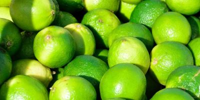 Unser Geschäft exportiert frisches Obst, insbesondere frische Limette /