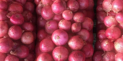 We Export Quality Big Onions around the world and