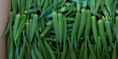 BEST FRESH OKRA FROM SOUTH AFRICA 1, Top quality