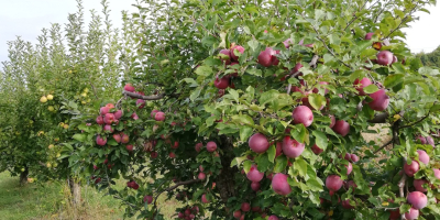 Mere din soiul florina și STARKRIMSON