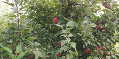 Mere din soiul florina și STARKRIMSON