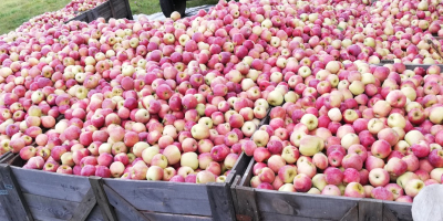 Mere din soiul florina și STARKRIMSON