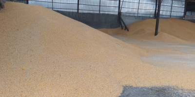 SC. We buy in very large quantities: Corn with
