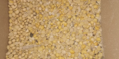 SC. We buy in very large quantities: Corn with