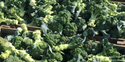 Vând Broccoli cantități mari 1-3 t pe zi