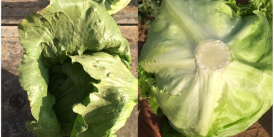 Exstra Sp.zo.o. offers you a delivery of iceberg lettuce