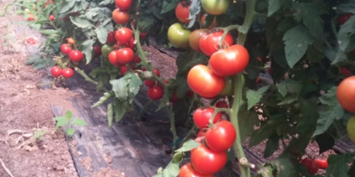 Продаваме висококачествени домати на тонове от Турция. Ние продаваме