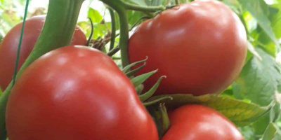 We sell tomatoes of a high quality variety in