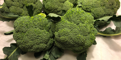 I am selling 100% organic broccoli. large amounts. More
