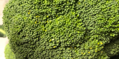 Vand broccoli 100% organic. cantități mari. Mai multe informații
