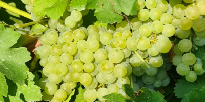 Must sell Muscat Ottonel, Merlot and Mustard Grapes, and