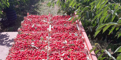 For selling micro farm of 5.5 ha of cherry