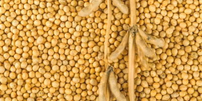 Our company offers soybean deliveries from the 2020 harvest,