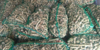 Compania ucraineană vinde hrean ecologic. Recolta 2020. proaspăt săpat.